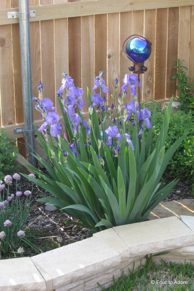 Despite all the withered plants in our yard, these Iris' came up and bloomed on their own.  They came from George's Granny.  She loved her garden and I love that her plants still bloom in our yard.  I think she'd like that.